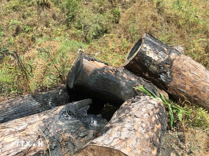 Hơn 100 cây thông cổ thụ tại khu rừng phòng hộ nằm giáp ranh giữa hai xã Đạ Sar và Đạ Nhim, huyện Lạc Dương, tỉnh Lâm Đồng đã bị đốn hạ. (Ảnh: Đặng Tuấn/TTXVN)