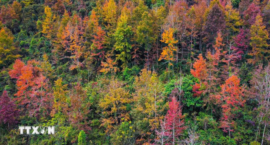 Cao Bằng có rất nhiều cây sau sau - một loài cây có lá chuyển màu đỏ, tím về mùa đông, gần giống lá cây phong ở châu Âu. Mỗi khi Đông đến, những cánh rừng nhuộm màu tím, đỏ, tạo nên một phong cảnh đẹp đến mê hồn. (Nguồn: TTXVN phát)