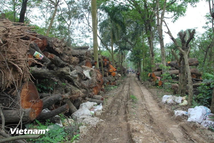 Sau khi bị đốn hạ, gỗ cây đô thị sẽ được vận chuyển về các kho gỗ có nhiều địa điểm tại Hà Nội. (Ảnh: Minh Sơn-Sơn Bách/Vietnam+)