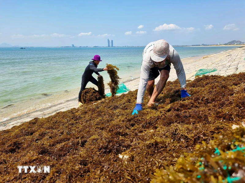 Rong mơ được rải để phơi khô trên bờ kè biển xã Nhơn Hải, huyện Ninh Hải. (Ảnh: Nguyễn Thành/TTXVN)