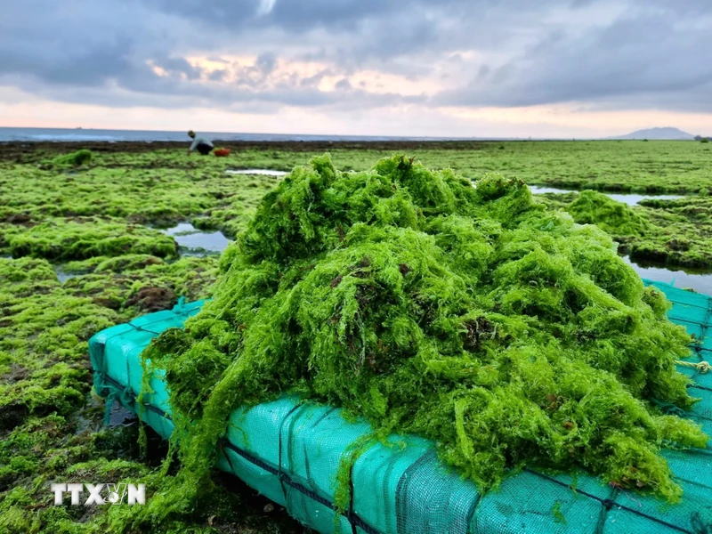 សារ៉ាយ​សមុទ្រ​បៃតង​ត្រូវ​បាន​គេ​ធ្វើ​អាជីវកម្ម​នៅ​តំបន់​ថ្មប៉ប្រះ​ទឹក​នៃ​ភូមិ Tu Thien ឃុំ Phuoc Dinh ស្រុក Thuan Nam។ (រូបថត៖ Nguyen Thanh/VNA)