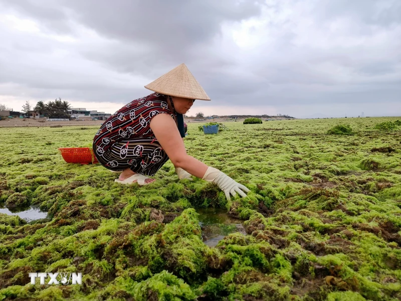 Ngư dân khai thác rong xanh ở bãi rạn thôn Từ Thiện, xã Phước Dinh, huyện Thuận Nam. (Ảnh: Nguyễn Thành/TTXVN)