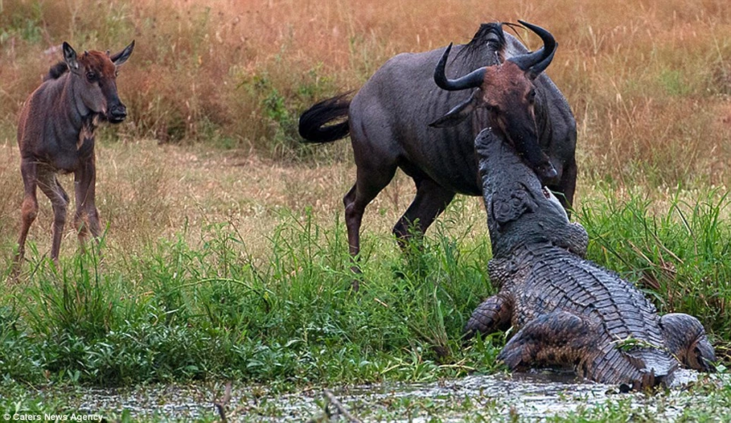 Con linh dương đầu bò đang uống nước ở rìa sông cùng đàn thì bất ngờ bị chú cá sấu hung dữ lao tới tấn công. (Nguồn: Caters News Agency)