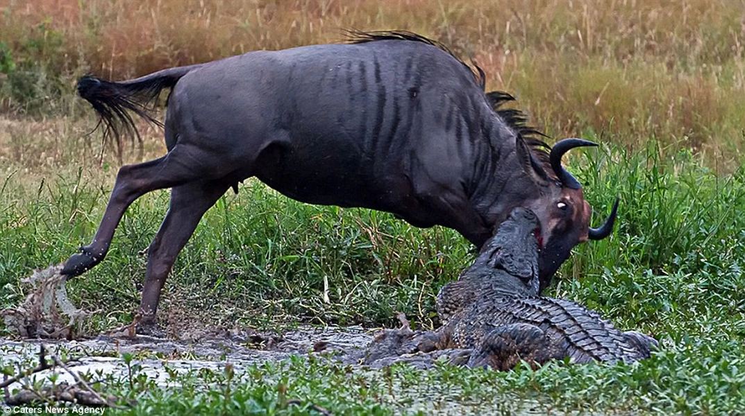 Hàm răng sắc nhọn của cá sấu khiến chú linh dương đầu bò không thể phản kháng lại. (Nguồn: Caters News Agency)