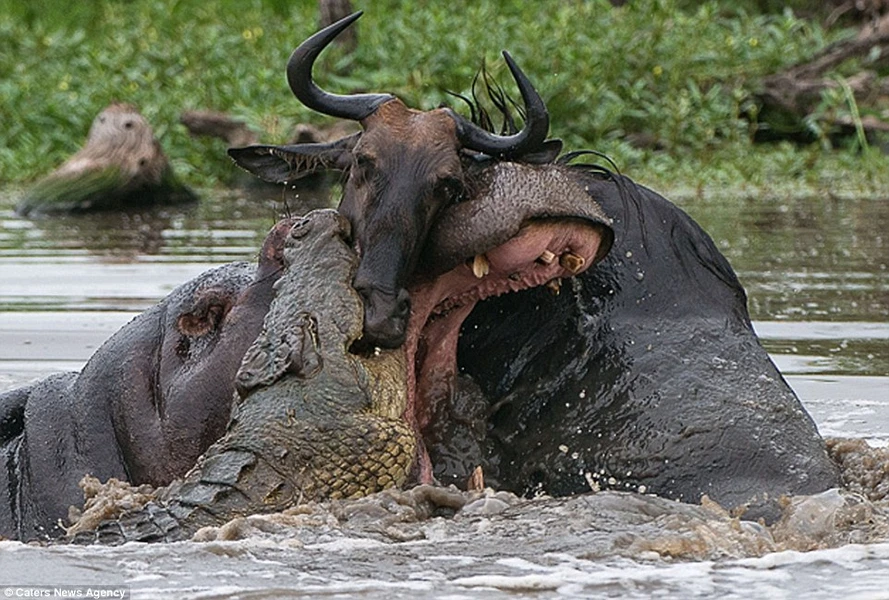 Cuộc chiến kết thúc khi con cá sấu đã chiếm trọn được chú linh dương đầu bò. (Nguồn: Caters News Agency)