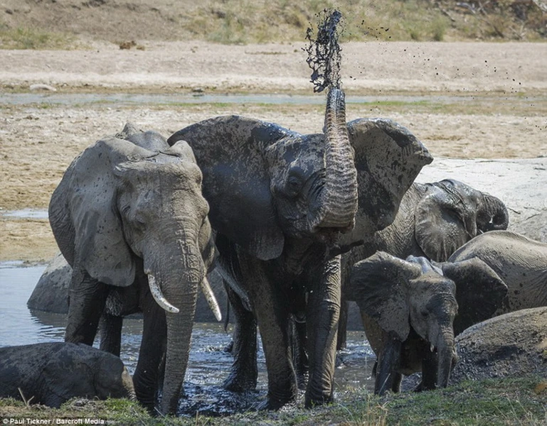 Mục tiêu của bầy sư tử là con voi con. Đàn voi đang mải mê uống nước bên bờ sông thì bất ngờ chú voi con tách đàn để cố vượt sông Mwagusi. (Nguồn: Barcroft Media)