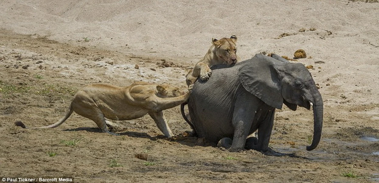Dù bị thương ở mặt nhưng chú voi con vẫn đáp trả rất quyết liệt và khiến hai con sư tử bị thương ở chân. (Nguồn: Barcroft Media)