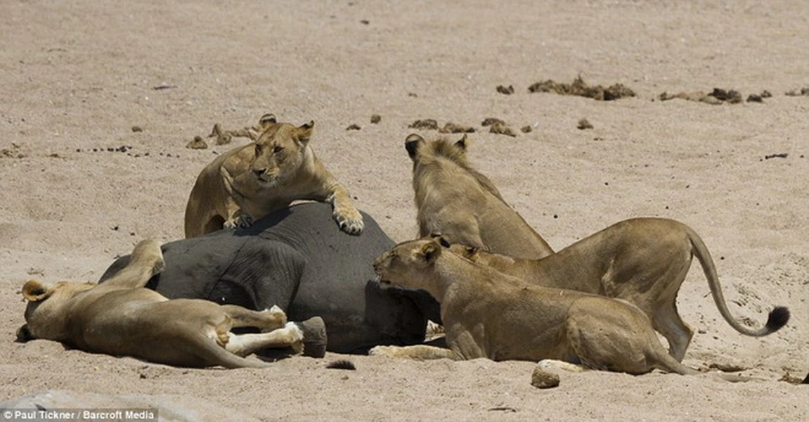 Vết thương nặng khiến con voi quá yếu và nó đã bị đàn sư tử lao tới xé xác. (Nguồn: Barcroft Media)