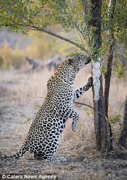 The leopard jumped up the tree and grabbed the python. (Source: Caters News Agency)