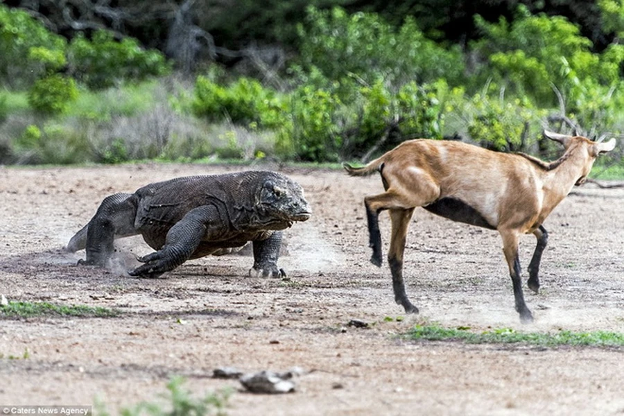 Khi thấy chú dê xuất hiện ở gần khu vực của mình, chú rồng Komodo đã lao tới con mồi. (Nguồn: Caters News Agency)