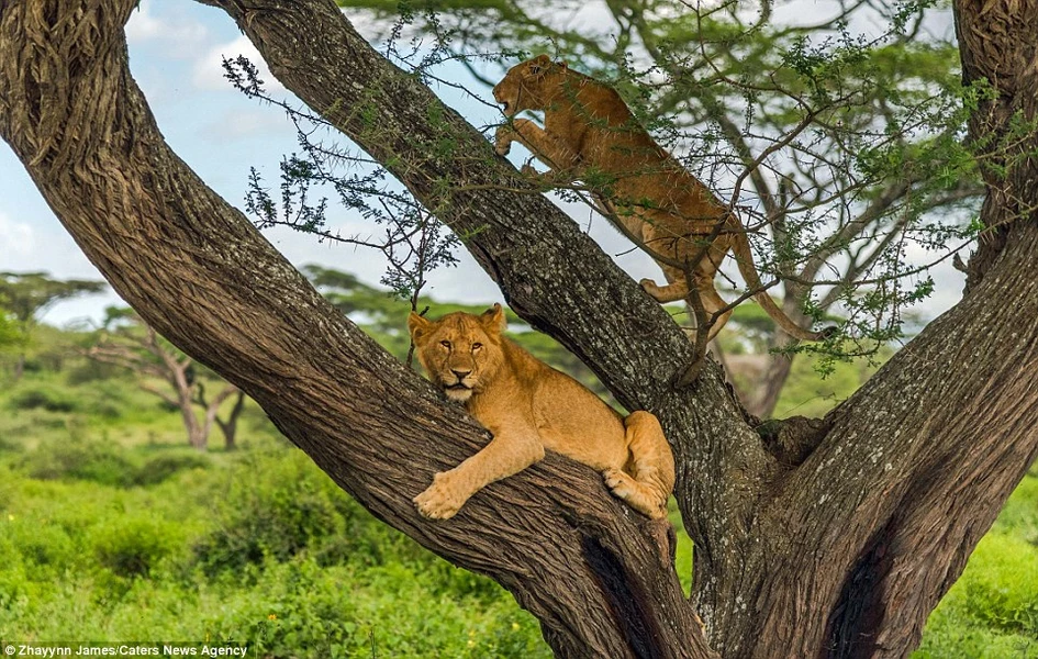 Đàn sư tử hoảng sợ chạy toán loạn.(Nguồn: Caters News Agency)