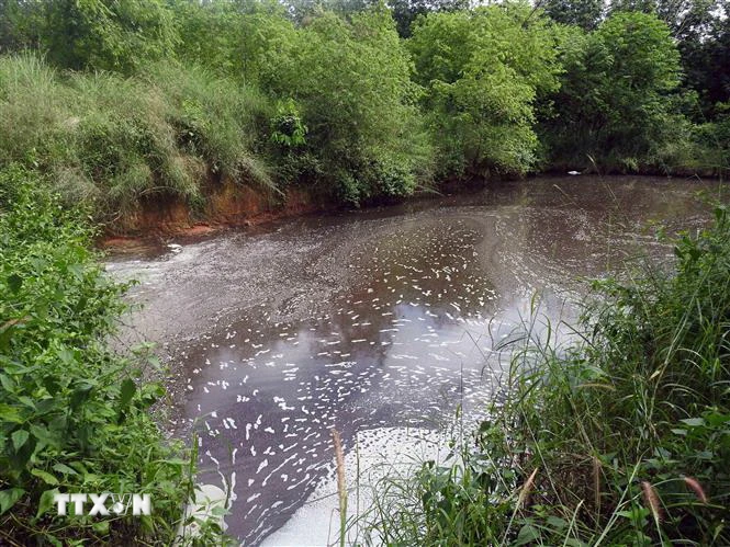 Hồ nước thải trong trại nuôi lợn với mùi hôi thối gây ô nhiễm môi trường. (Ảnh: Cao Nguyên/TTXVN)