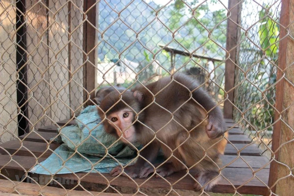 Ra mắt phim ‘Khỉ không phải thú cưng’ kêu gọi chấm dứt nạn nuôi nhốt ảnh 3