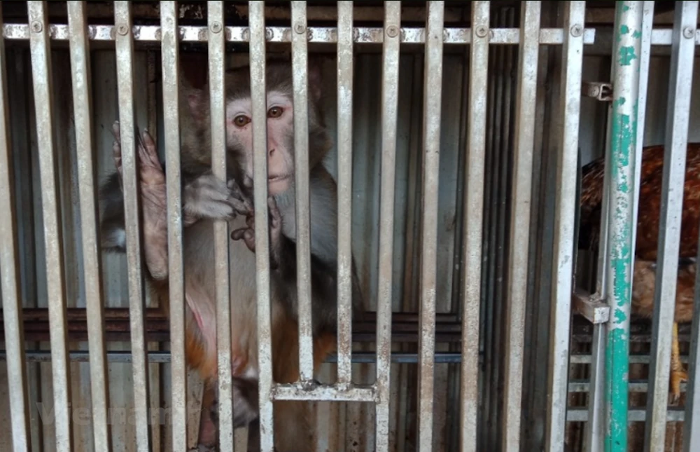 Ra mắt phim ‘Khỉ không phải thú cưng’ kêu gọi chấm dứt nạn nuôi nhốt ảnh 5