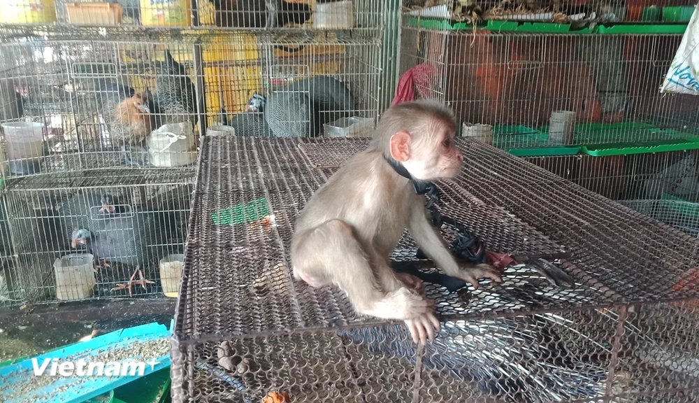 Ra mắt phim ‘Khỉ không phải thú cưng’ kêu gọi chấm dứt nạn nuôi nhốt ảnh 4