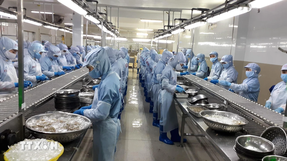 Chế biến tôm đông lạnh xuất khẩu tại Công ty cổ phần Thủy sản Thông Thuận Cam Ranh, tỉnh Khánh Hòa. (Ảnh: Phan Sáu/TTXVN)