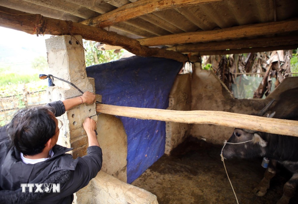 Người dân xã Tả Lèng, huyện Tam Đường, tỉnh Lai Châu buộc che chắn chuồng trại phòng chống rét cho đàn gia súc. (Ảnh: Quý Trung/TTXVN)