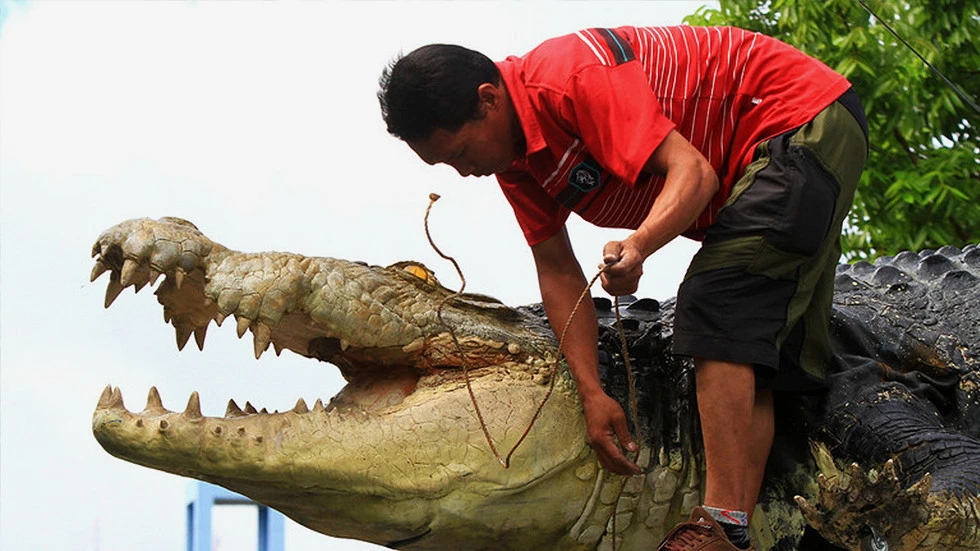 Cá sấu xổng chuồng dài 5m nặng 590kg ăn thịt người huấn luyện | Vietnam+  (VietnamPlus)