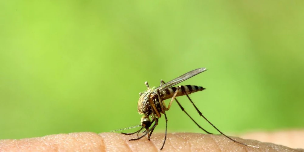 8 cách loại bỏ vết muỗi đốt và đánh bại cơn ngứa khó chịu