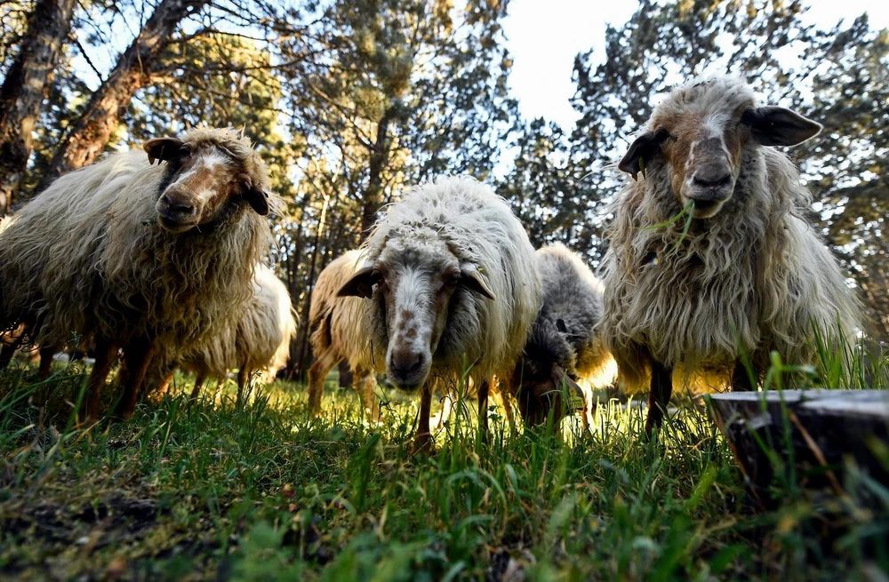 Đàn cừu tại công viên Casa de Campo ở Madrid, Tây Ban Nha ngày 26/3. (Ảnh: AFP/TTXVN)
