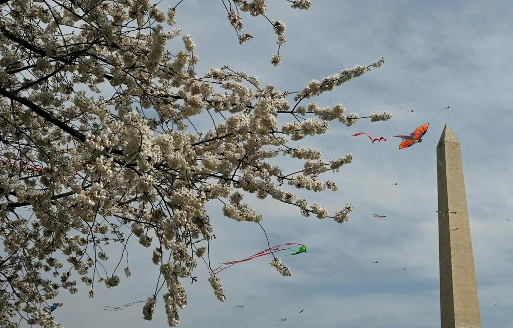 Những cánh diều tung bay trong Lễ hội thả diều mùa hoa anh đào tại Washington D.C ngày 30/3. (Ảnh: AFP/TTXVN)
