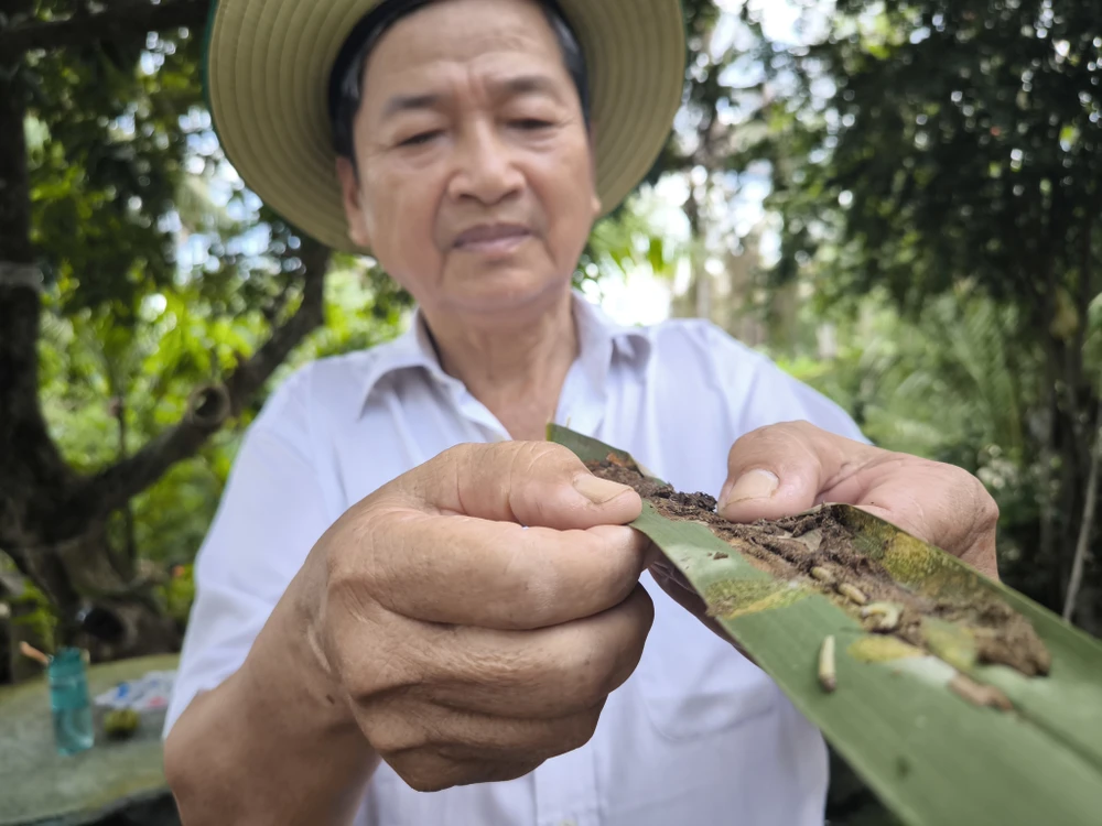 Một nông dân Bến Tre thu gom xử lý lá dừa bị sâu gây hại. (Nguồn: TTXVN) 