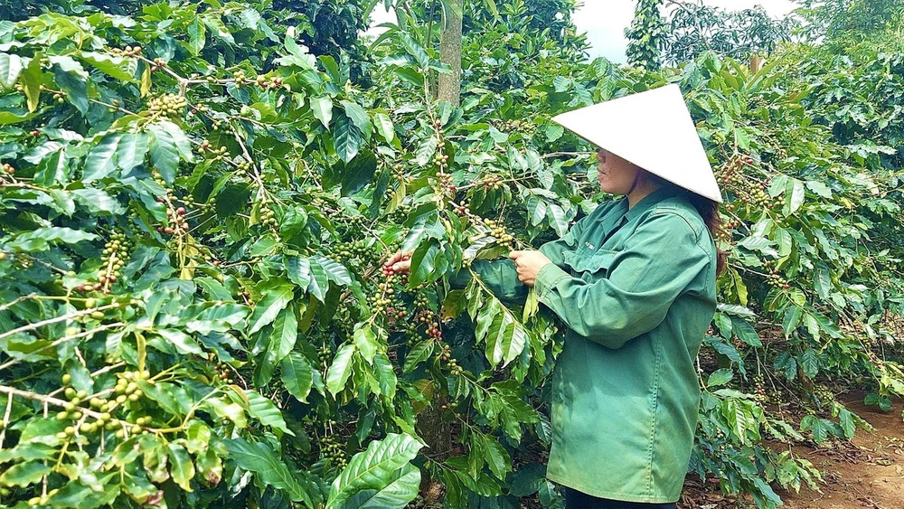 Người dân Quảng Trị thu hoạch cà phê Arabica. (Nguồn: TTXVN) 