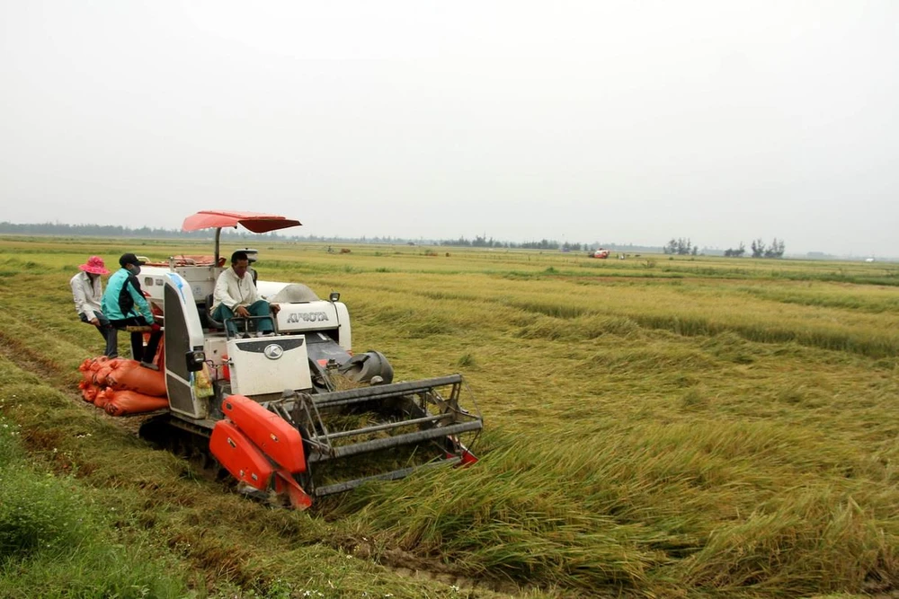 Để hạn chế thiệt hại, nhiều gia đình ở xã Hàm Ninh, huyện Quảng Ninh (Quảng Bình) phải tiến hành thu hoạch sớm. (Ảnh: Văn Tý/TTXVN)