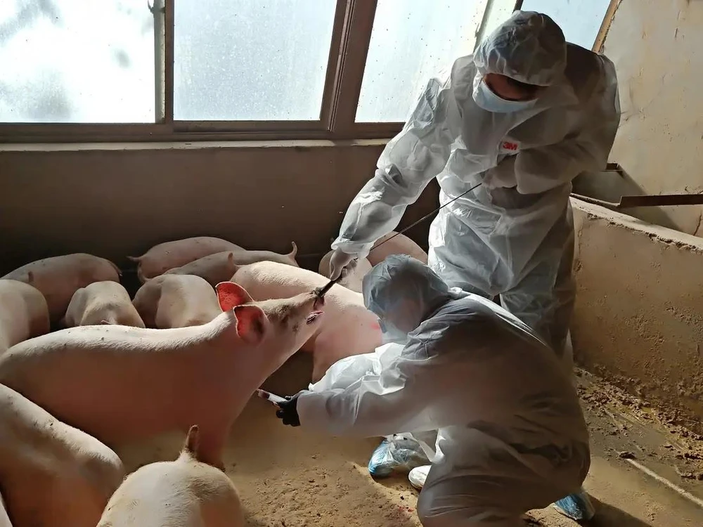 Nhân viên thú y lấy mẫu máu của một con lợn tại trang tại ở Cam Túc, Trung Quốc. (Nguồn: Reuters)