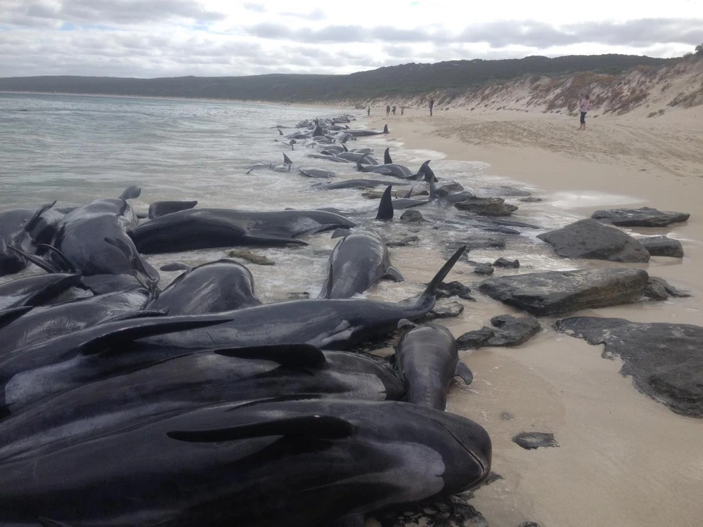 Gần 400 con cá voi đã chết do bị mắc cạn tại bờ biển Australia. (Nguồn: independent.co.uk)