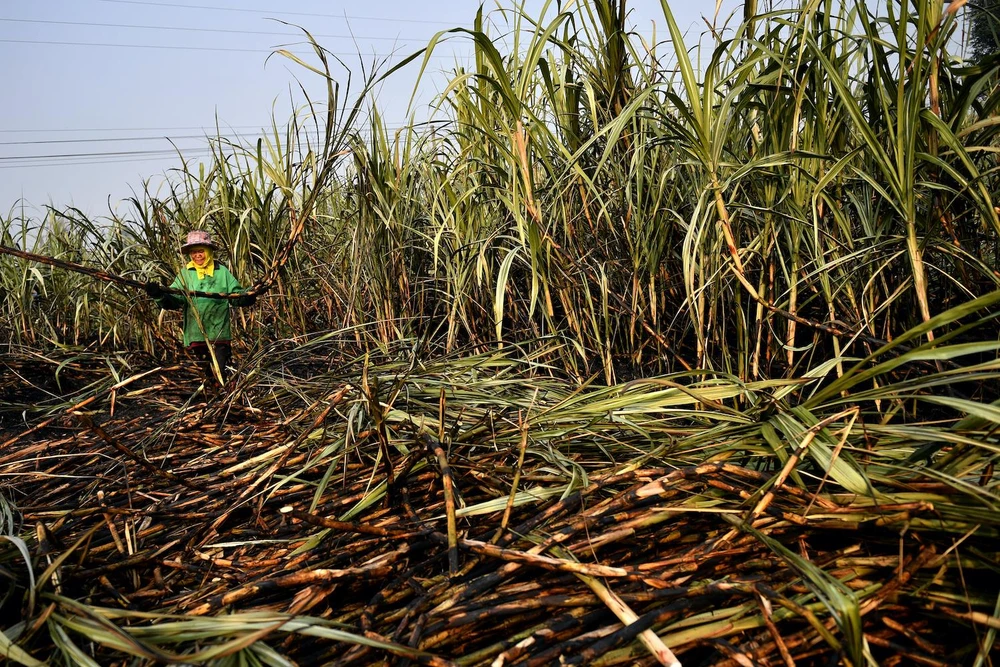 Nông dân Thái Lan thu hoạch mía tại Suphan Buri. (Nguồn: Reuters)