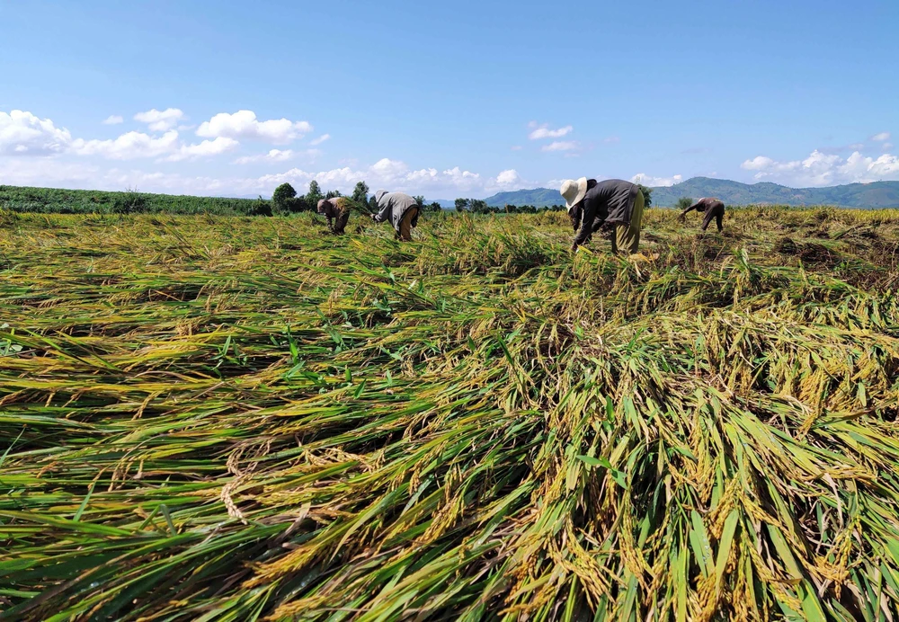 Người dân Kon Tum gặt vội những diện tích lúa bị ngã, đổ. (Ảnh: Dư Toán/TTXVN)