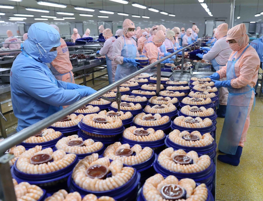 Chế biến tôm xuất khẩu tại nhà máy của Tập đoàn Minh Phu Seafood Corp tại Khu công nghiệp Nam Sông Hậu (Hậu Giang). (Ảnh: Vũ Sinh/TTXVN)