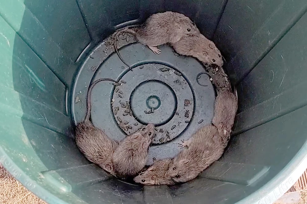 Những con chuột lông dài bị bắt trong một thùng rác ở Normanton, Australia. (Ảnh: AFP)