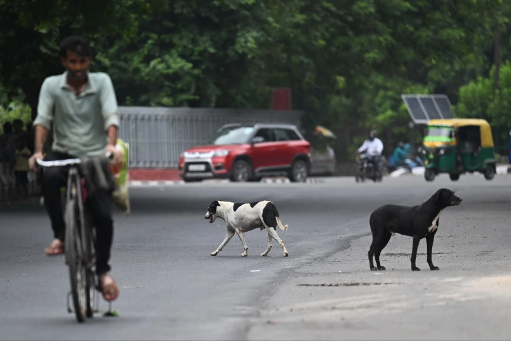 Số lượng chó hoang sống trên đường phố đang gia tăng nhanh chóng tại Ấn Độ. (Ảnh: AFP)