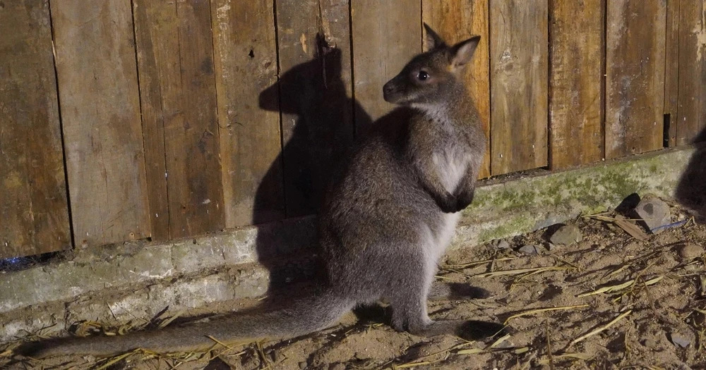 Cá thể chuột túi wallaby được chăm sóc tại Trung tâm Cứu hộ Bảo tồn và Phát triển Sinh vật Hoàng Liên thuộc Vườn quốc gia Hoàng Liên. (Nguồn: Đại sứ quán Australia tại Việt Nam)