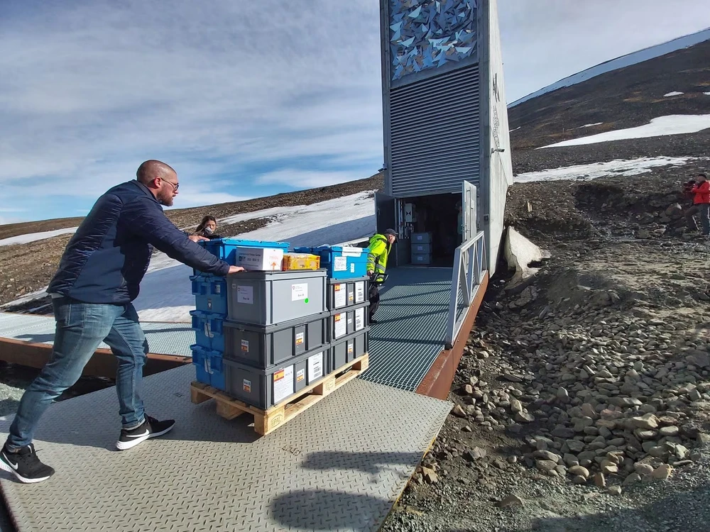 Kho dự trữ hạt giống toàn cầu Svalbard. (Nguồn: El Pais)
