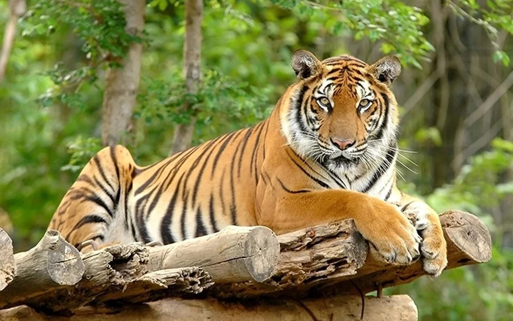 Indonesia kỳ vọng vẫn còn cá thể hổ Java tồn tại trong tự nhiên. (Nguồn: Wikipedia)