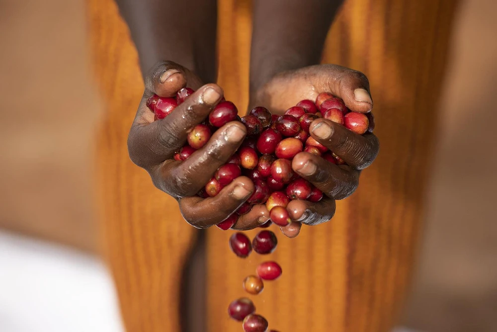 Phụ nữ Rwanda với hạt càphê "gánh" cả nền kinh tế đất nước này. (Ảnh: Melissa Lyttle)