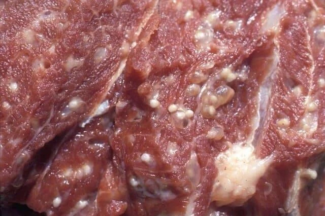 Vụ nhiều trẻ em bị nhiễm sán lợn khiến rất nhiều các bậc phụ huynh lo lắng. Đây là mẫu thịt lợn được cho là không đảm bảo an toàn thực phẩm tại Trường mầm non Thanh Khương, tỉnh Bắc Ninh. Thật hay giả?
