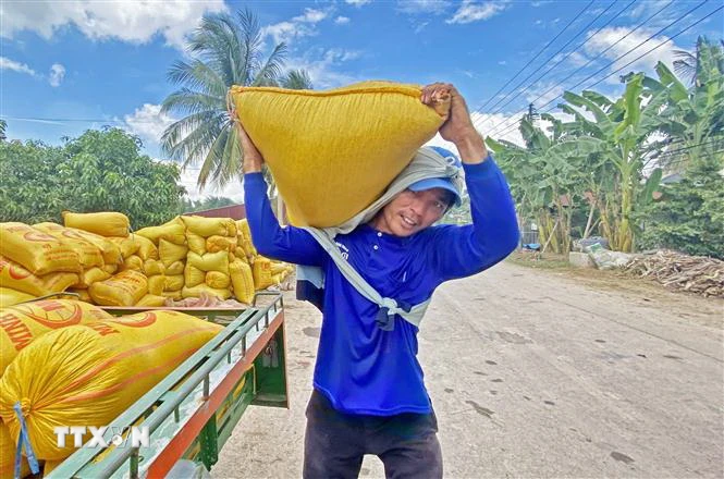 Nông dân An Giang vui mừng vì vụ lúa Thu Đông trúng mùa, được giá. (Ảnh: Công Mạo/TTXVN)