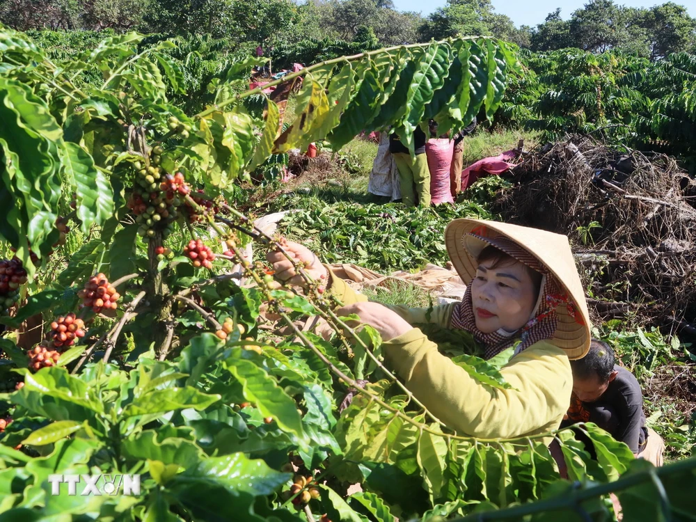 Người dân thôn Sơn Lợi, xã Thọ Sơn, huyện Bù Đăng, tỉnh Bình Phước vào vụ thu hoạch càphê. (Ảnh: K GỬIH/TTXVN)