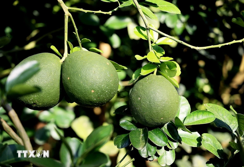 Bưởi da xanh ở 4 vùng trồng trên địa bàn tỉnh Bà Rịa-Vũng Tàu được cấp mã số vùng trồng xuất khẩu trái bưởi tươi đi thị trường Mỹ. (Ảnh: Hồng Đạt/TTXVN)