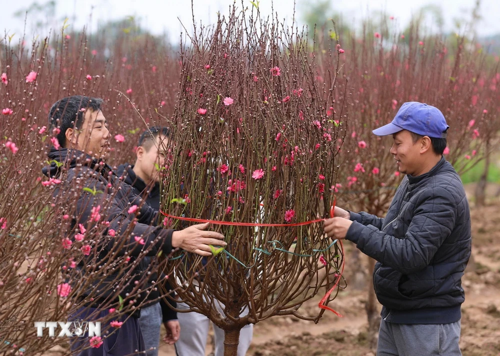 Mua hoa đào dịp Tết. (Nguồn: TTXVN)