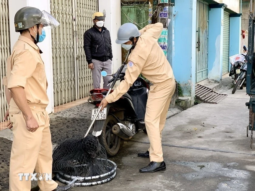 Đội xử lý chó thả rông và động vật mắc bệnh dại, nghi dại trên địa bàn. (Ảnh: Hồng Điệp/TTXVN)