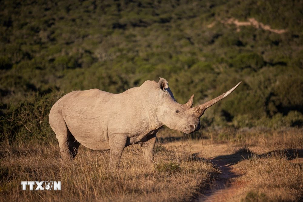 Tê giác trắng tại Nam Phi. (Ảnh: AFP/TTXVN)