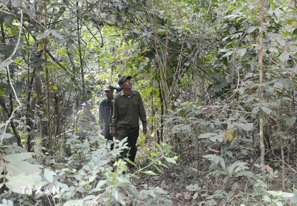 Lực lượng quản lý, bảo vệ rừng Khu Bảo tồn Thiên nhiên Ea Sô tuần tra khu vực giáp ranh với xã Ea Dăh, huyện Krông Năng, Đắk Lắk. (Ảnh: Tuấn Anh/TTXVN)