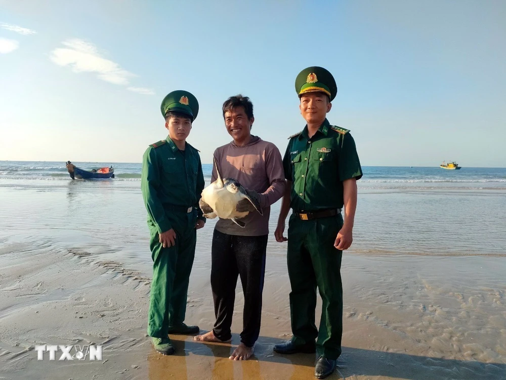 Cán bộ Đồn Biên phòng Phước Thuận tiếp nhận cá thể đồi mồi từ ngư dân Đỗ Xuân Ngọc. (Ảnh: TTXVN)