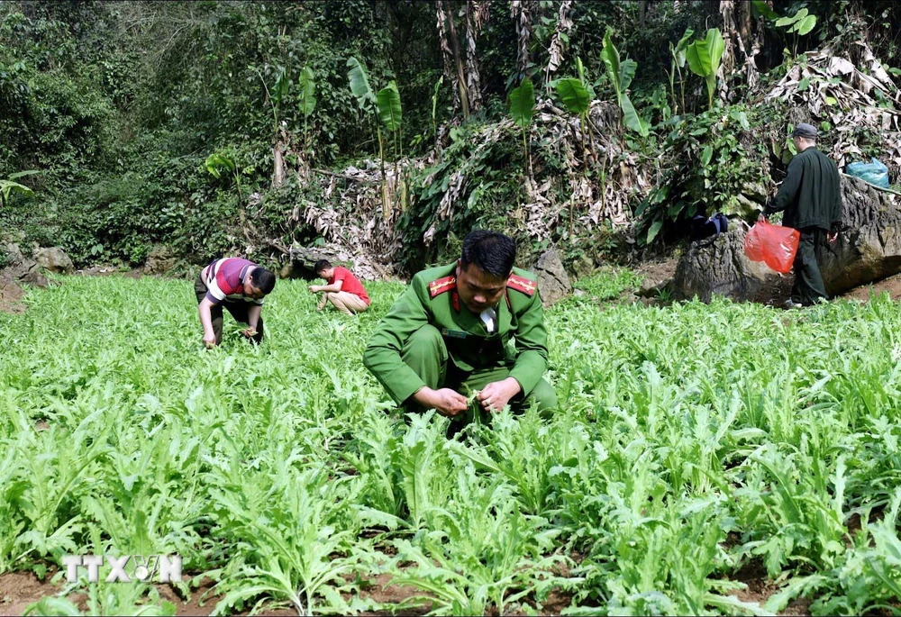 Diện tích cây thuốc phiện trồng trái phép bị Công an tỉnh Lạng Sơn phát hiện, phá nhổ để tiêu hủy. (Ảnh: TTXVN phát)