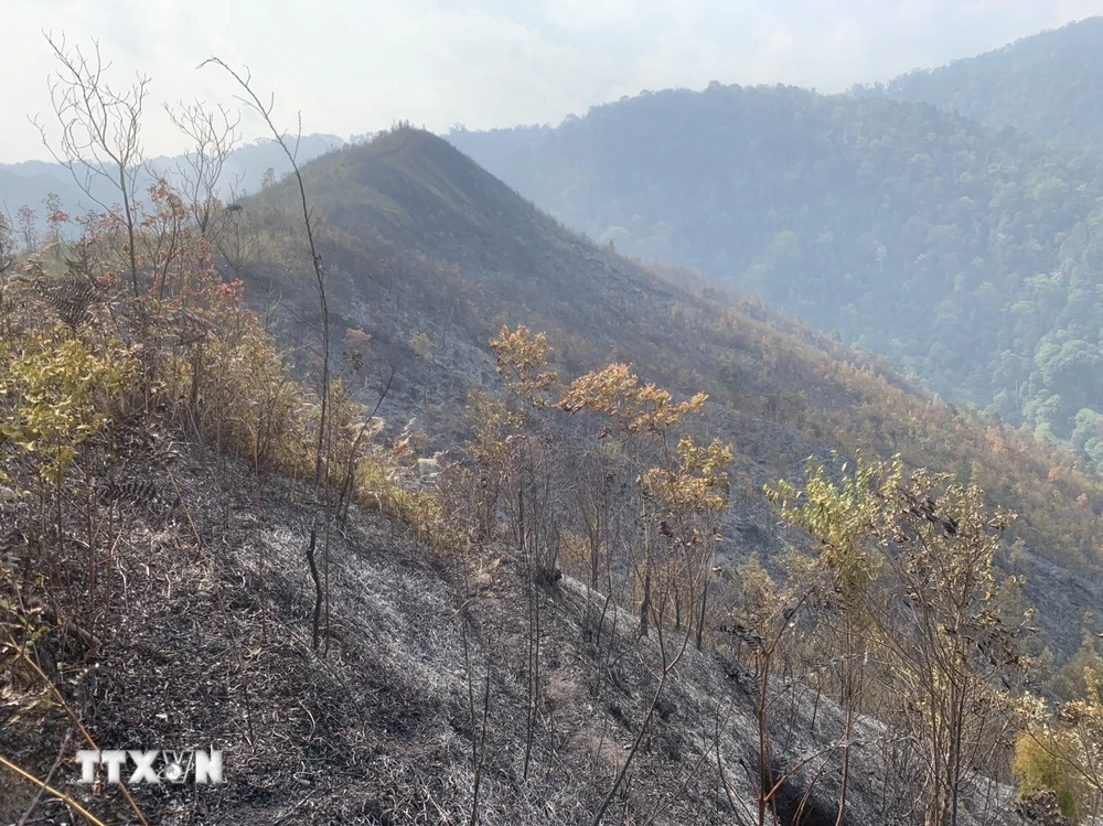 Đến 6 giờ sáng 26/3, vụ cháy rừng tại huyện Mù Cang Chải, tỉnh Yên Bái đã được dập tắt hoàn toàn. (Ảnh: TTXVN phát)